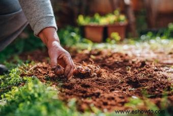 Cuándo y cómo plantar bulbos (por temporada)
