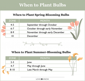 Cuándo y cómo plantar bulbos (por temporada)