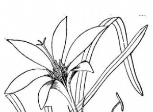 Zephyranthes: El Crocus de América y Cómo Cultivarlo con Éxito