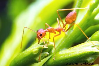 Cómo vencer a esas molestas hormigas de jardín