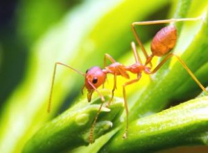 Cómo vencer a esas molestas hormigas de jardín