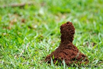 Cómo vencer a esas molestas hormigas de jardín