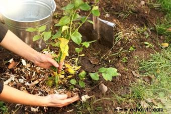8 métodos comprobados para prevenir las malas hierbas en su jardín