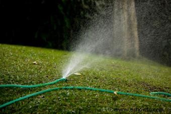 Enfermedades comunes de las plantas