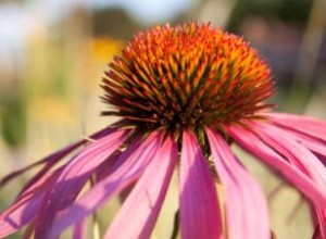 Plantas Perennes Resistentes a los Ciervos: Guía Experta para Proteger tu Jardín