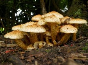 Hongos en el Jardín: Identificación, Prevención y Tratamiento Efectivo