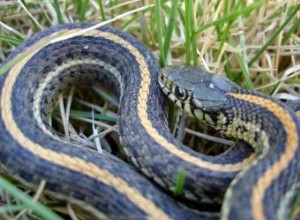 Serpientes en el Jardín: Ventajas, Desventajas y Consejos para Convivir con Ellas