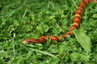 Serpientes de jardín
