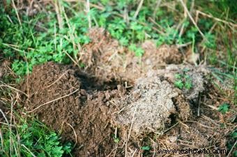 Control de ardillas, campañoles y topos en el jardín