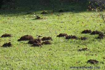 Control de ardillas, campañoles y topos en el jardín