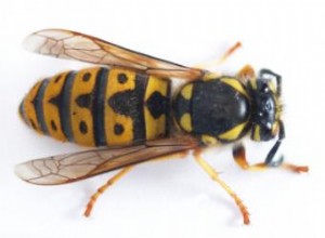 ¿Cómo actúan los pesticidas en los insectos? Mecanismo, riesgos y alternativas seguras