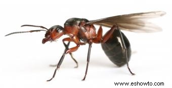 Cómo deshacerse de las hormigas voladoras