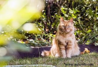 Cómo mantener a los gatos alejados de su patio