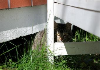 Cómo mantener a los gatos alejados de su patio
