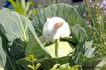 Cómo mantener a los conejos fuera del jardín