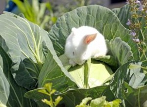 Cómo Mantener Alejados a los Conejos de tu Jardín: Métodos Efectivos y Humanitarios