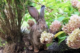 Cómo mantener a los conejos fuera del jardín