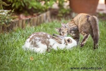 Cómo mantener a los conejos fuera del jardín
