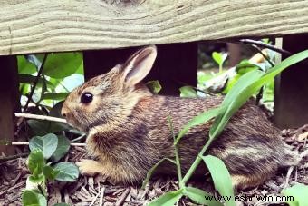 Cómo mantener a los conejos fuera del jardín