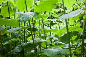 Cómo matar Knotweed