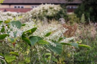 Cómo matar Knotweed