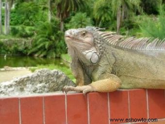 Datos sobre las iguanas