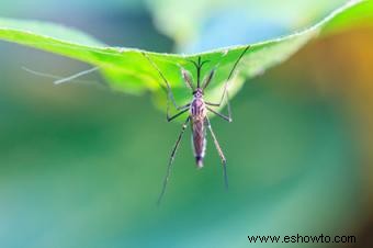 Control de mosquitos