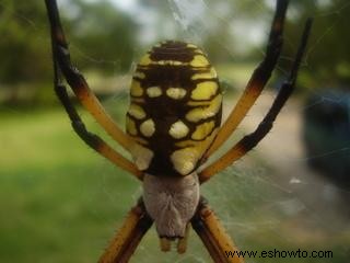 Identificación de araña