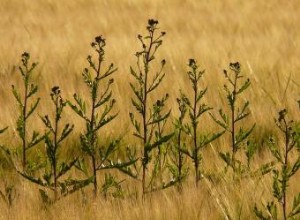Cómo Eliminar los Cardos de tu Jardín: Guía Experta para un Control Efectivo