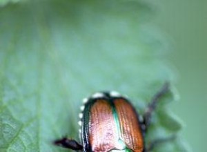 ¿Qué come a los escarabajos japoneses? Depredadores naturales y métodos efectivos para tu jardín