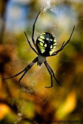 Araña de jardín amarilla