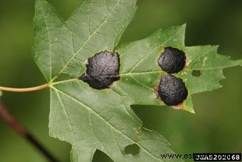 Enfermedades del árbol de arce