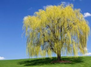 Sauces Llorones: Datos Fascinantes sobre su Historia, Cultivo y Usos Medicinales