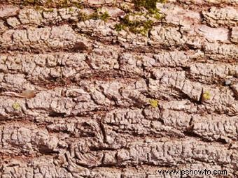 Cómo identificar las variedades de árboles de arce