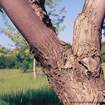 Cómo identificar las variedades de árboles de arce