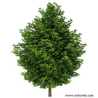 Cómo identificar las variedades de árboles de arce