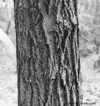 Cómo identificar las variedades de árboles de arce