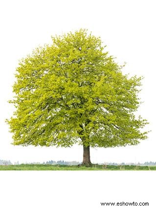 Cómo identificar las variedades de árboles de arce