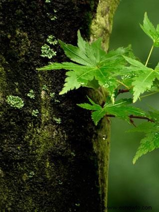 Cómo identificar las variedades de árboles de arce