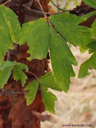 Cómo identificar las variedades de árboles de arce