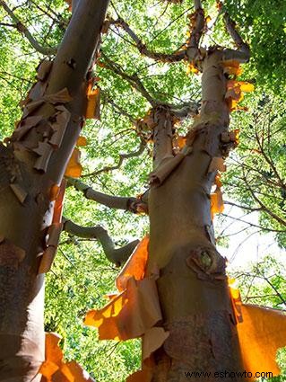 Cómo identificar las variedades de árboles de arce