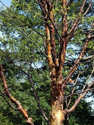 Cómo identificar las variedades de árboles de arce