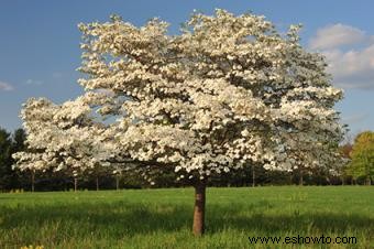 10 árboles con flores populares