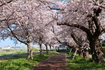 10 árboles con flores populares