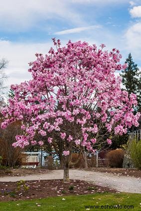 10 árboles con flores populares