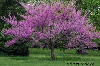 10 árboles con flores populares