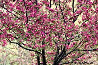 10 árboles con flores populares