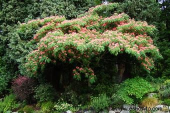 10 árboles con flores populares