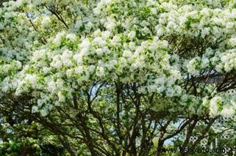 10 árboles con flores populares