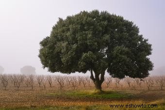 24 variedades de árboles de roble y consejos de cultivo